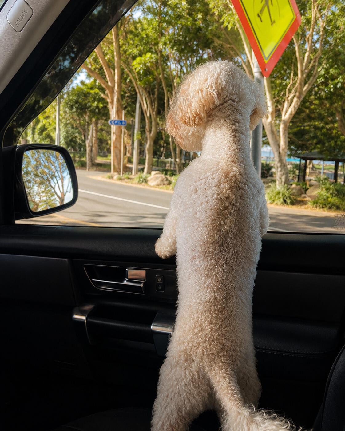 Ted looking out of the car window dog looking out of car window